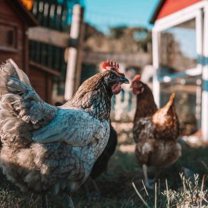 Animaux de la ferme en hébergement insolite