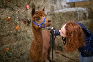 Domaine de roccas, alpaga