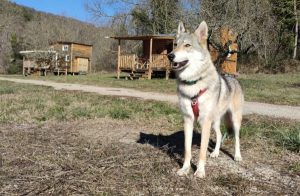 Chien, hébergement insolite dog friendly