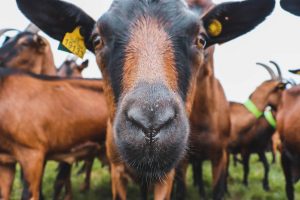 Chevre dans les hébergements insolite