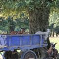 Obligations des propriétaires d'hébergement insolite avec animaux