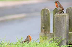 Et si vous transformiez votre domaine insolite en refuge LPO ?