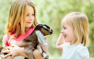 Présentez les activités alentour